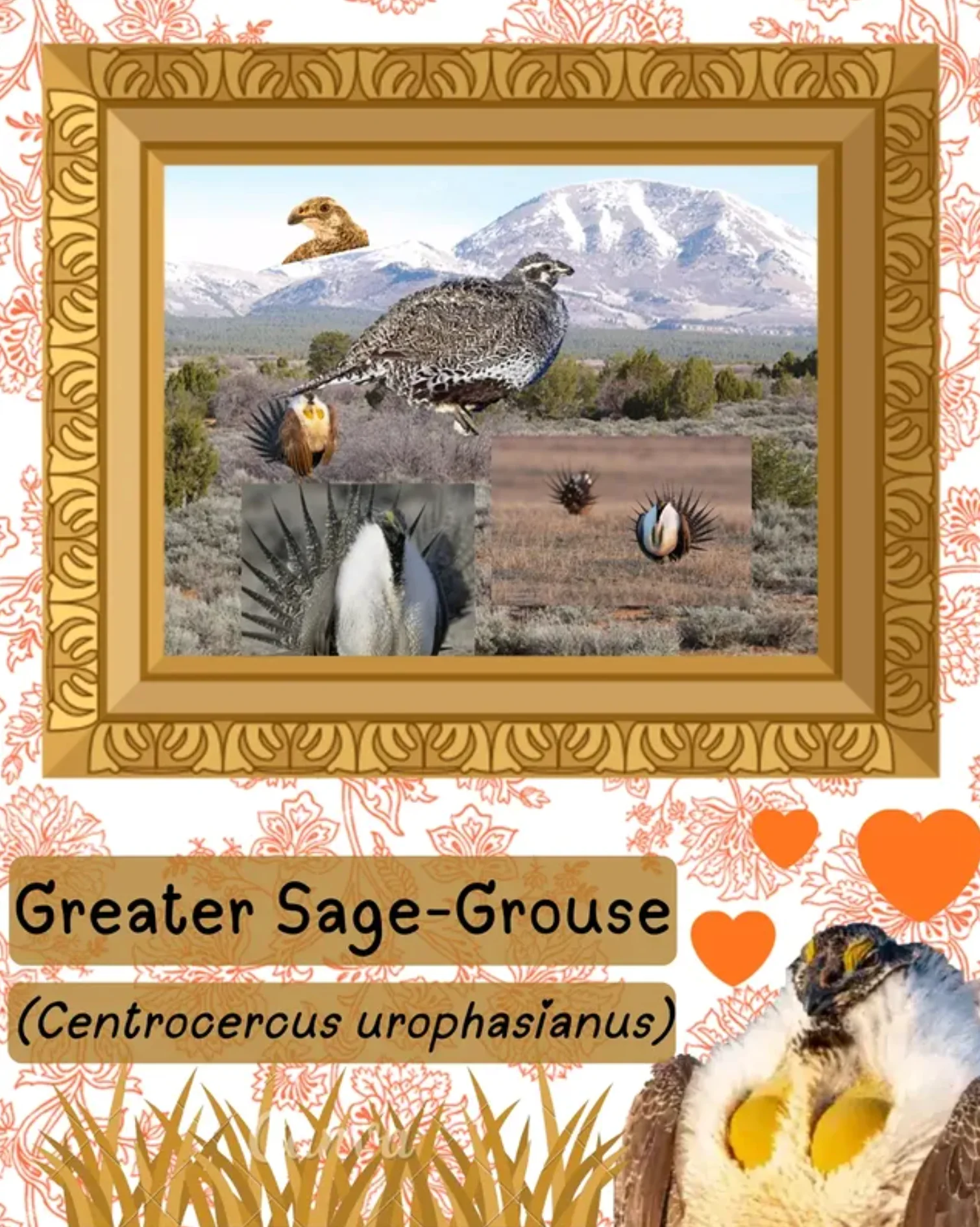 Greater Sage-Grouse (Centrocercus urophasianus)