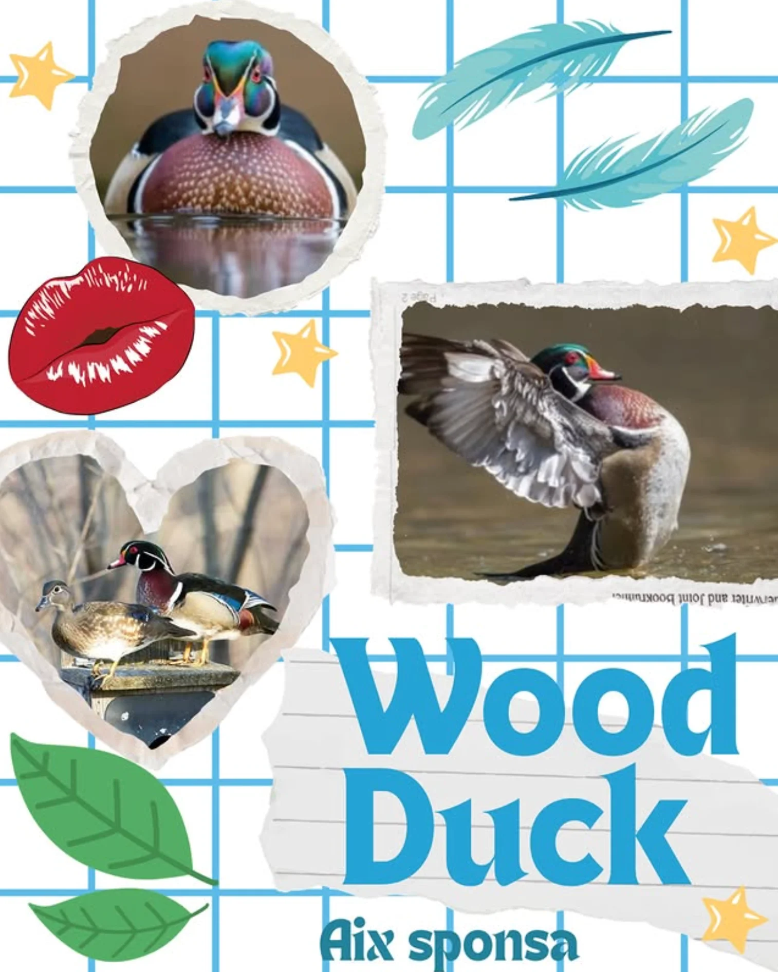 wood duck