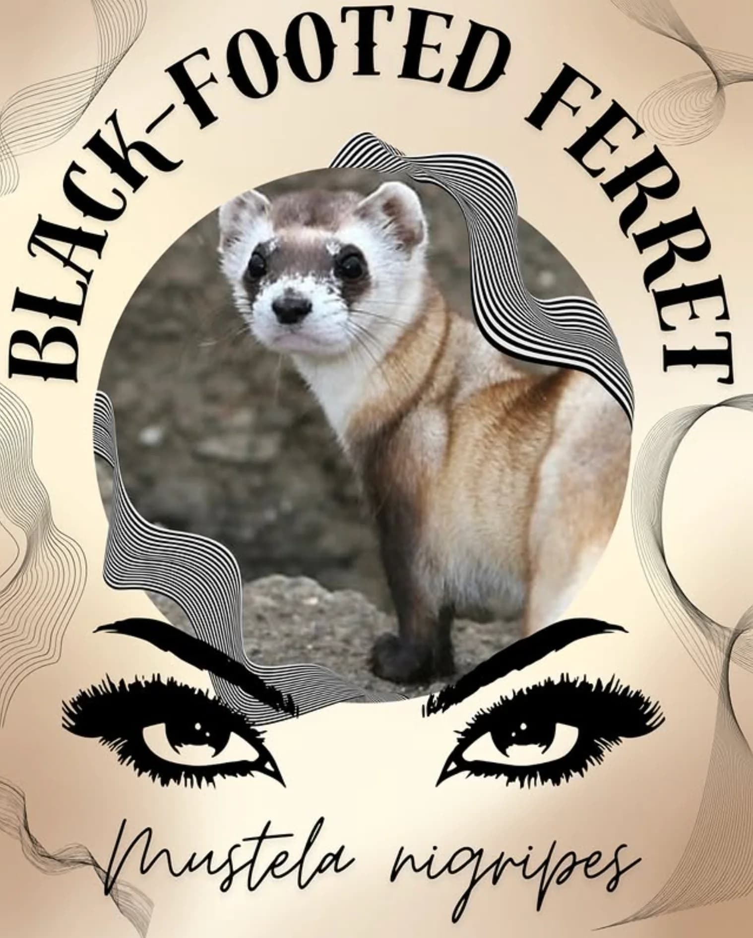Black Footed Ferret