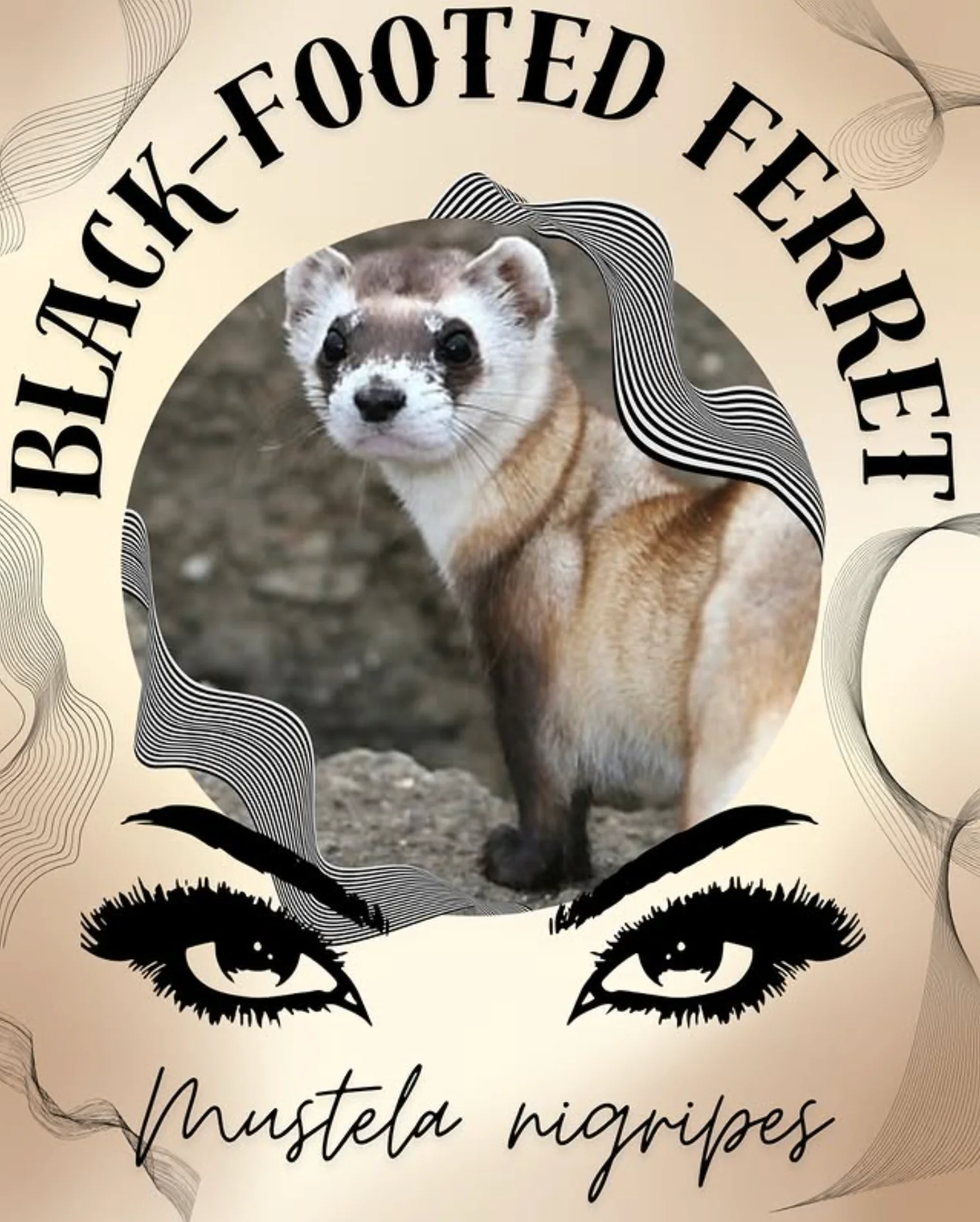 Black Footed Ferret
