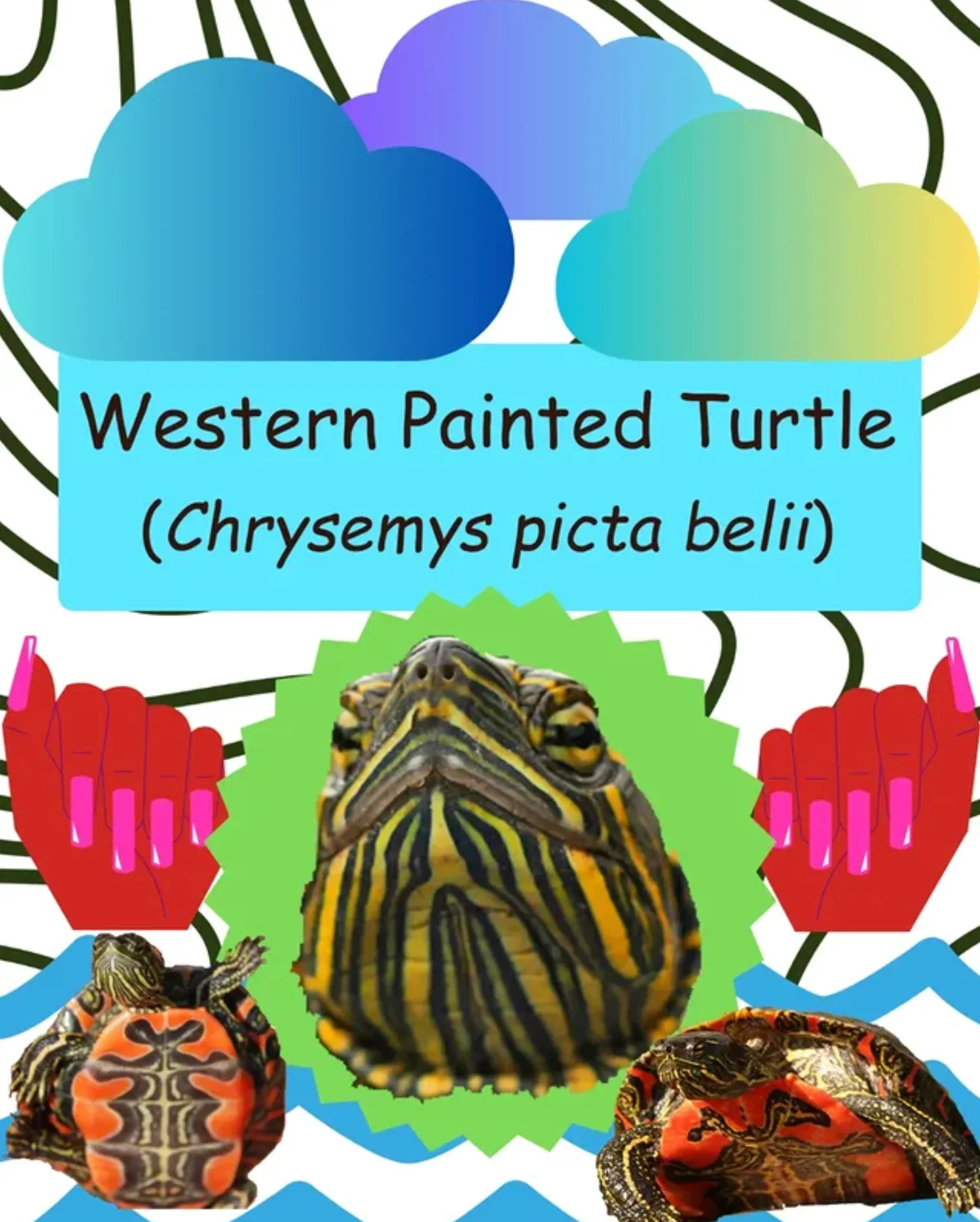 western painted turtle