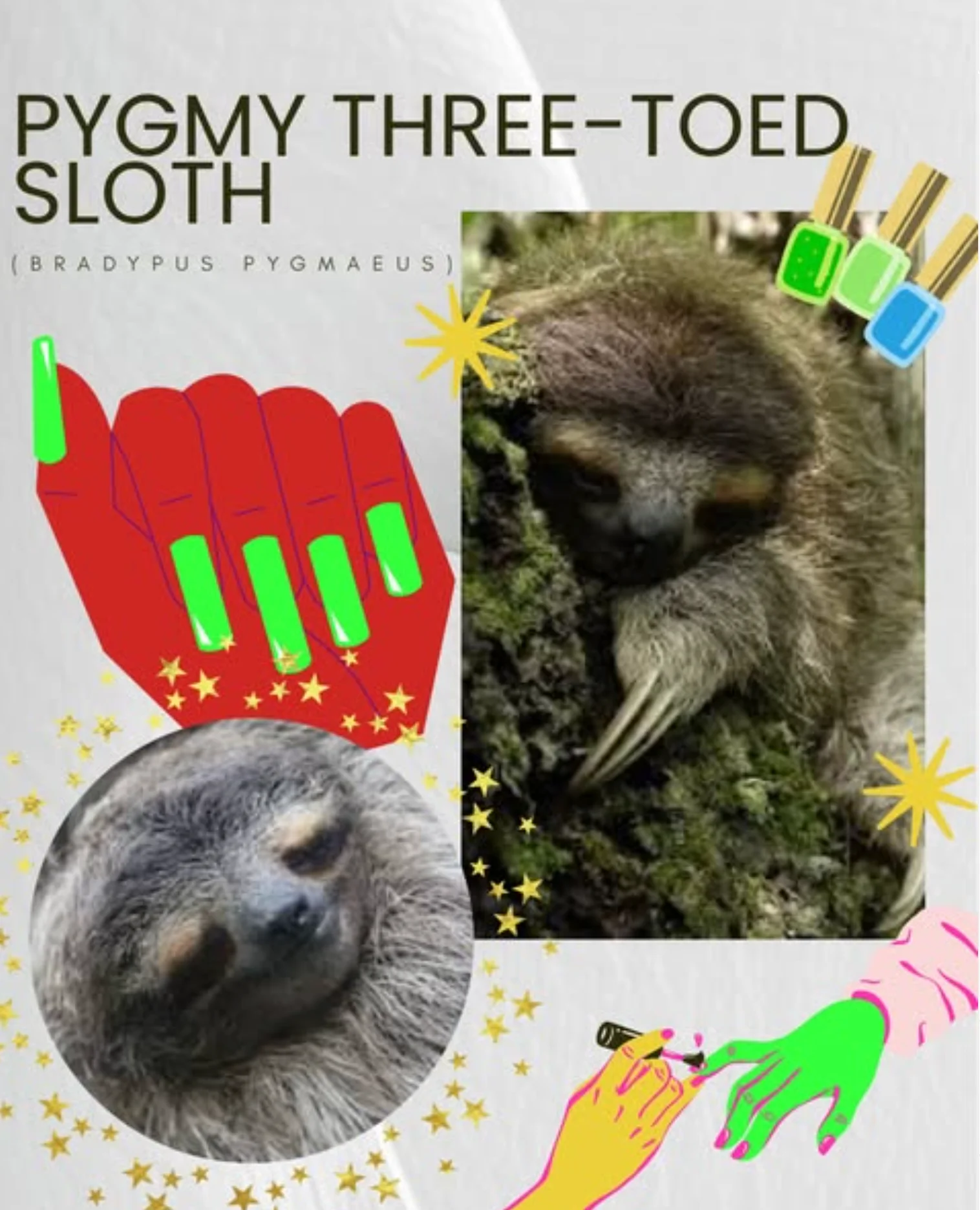 pygmy three toed sloth