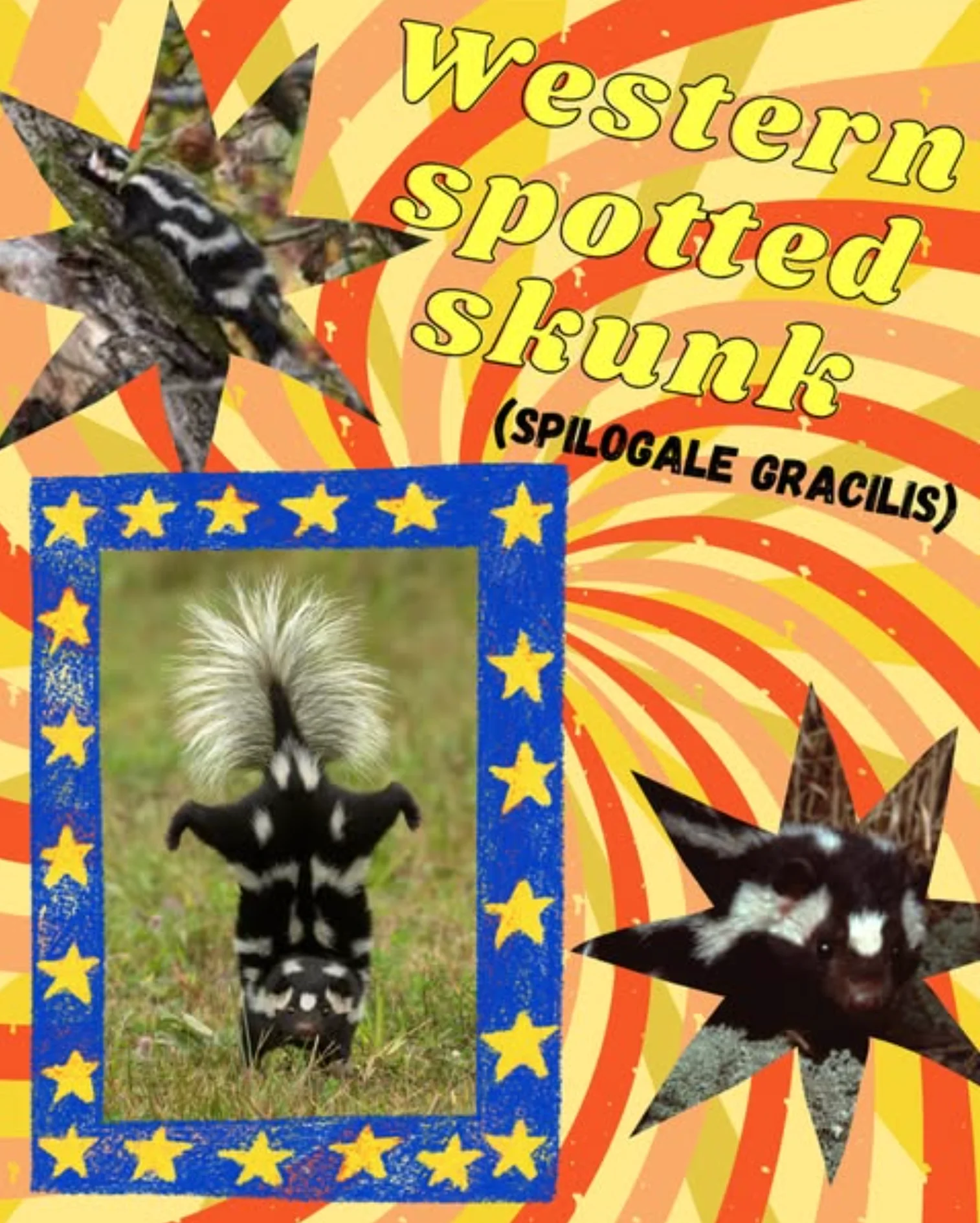 western spotted skunk