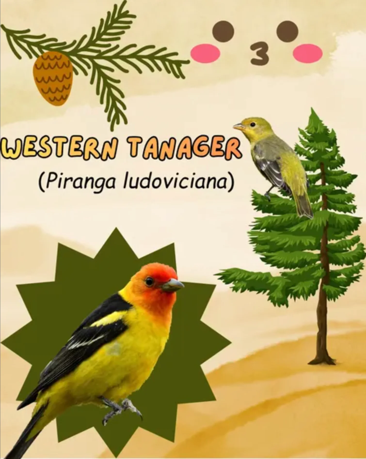 western tanager
