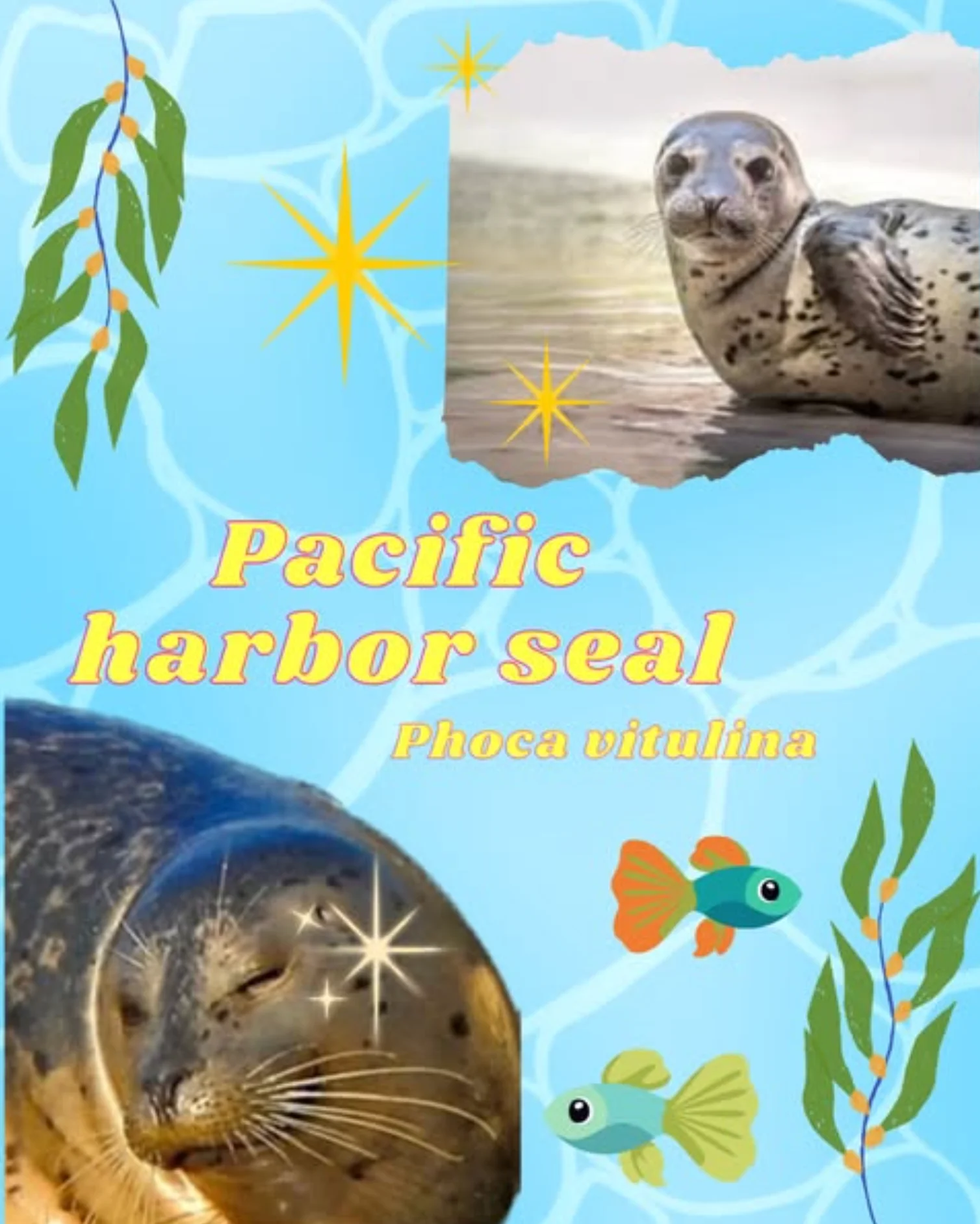 Pacific Harbor Seal