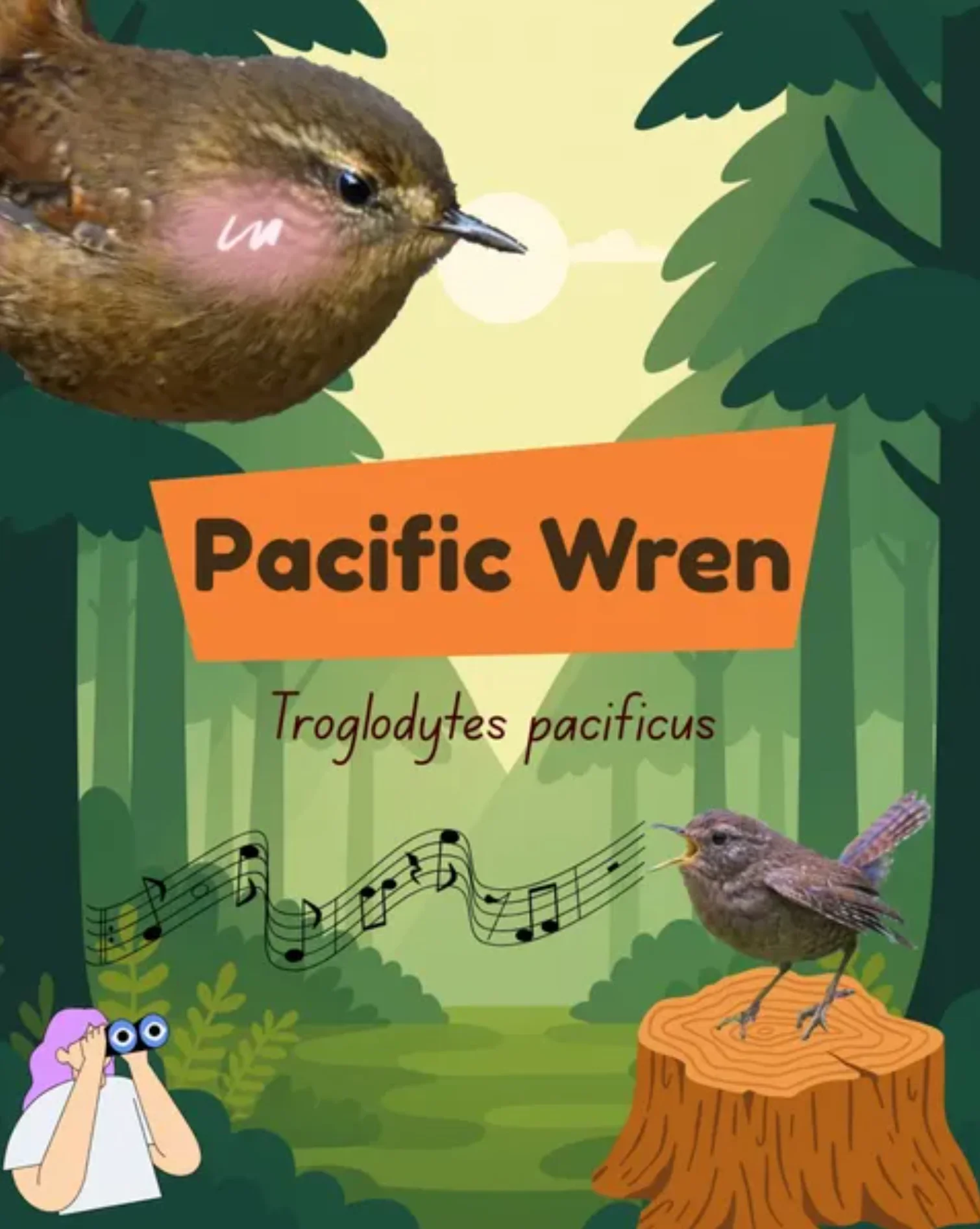 Pacific Wren