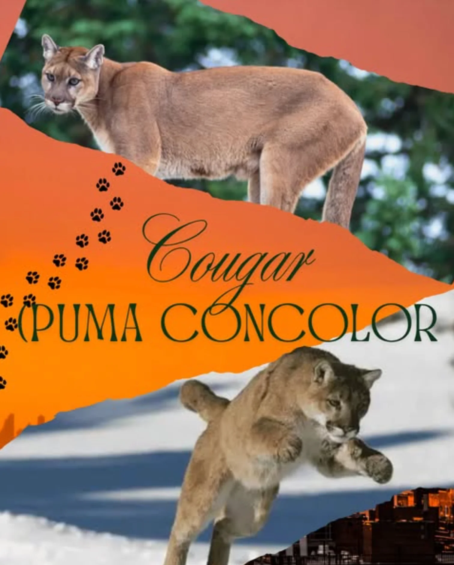 Cougar