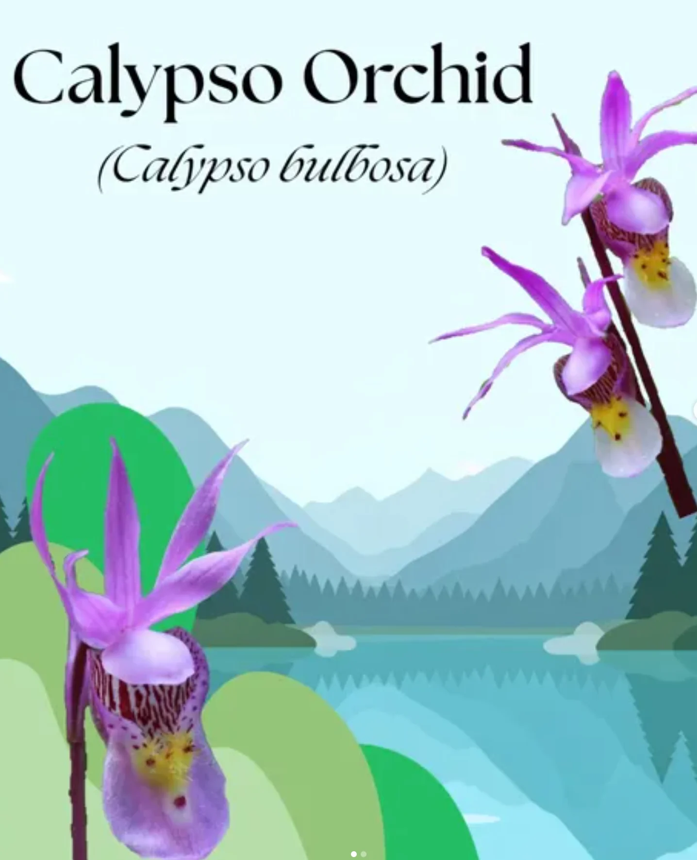 Calypso Orchid